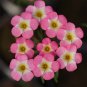 Fresh Oxalis obtusa Series Bulb Rainbow Pack of 1 Bulb