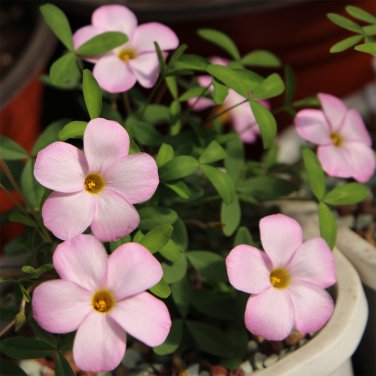 Fresh Oxalis obtusa Series Bulb Haha Pack of 3 Bulbs