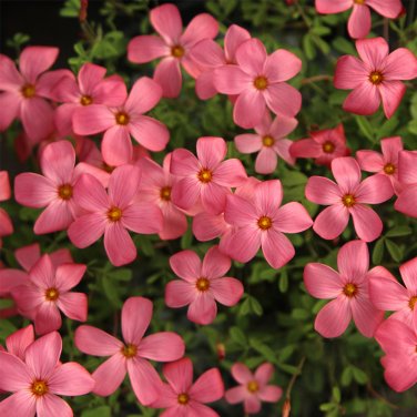 Fresh Oxalis glabra Salmon Bulbs &acirc;�� Salmon Pink Blooms Windowsills Rock