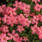 Fresh Oxalis glabra Salmon Bulbs – Salmon Pink Blooms Windowsills Rock