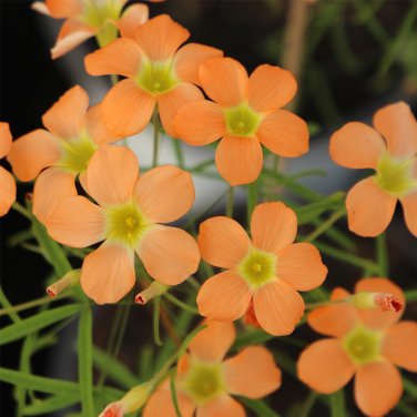 Fresh Oxalis obtusa Gracilis Bulbs &acirc;�� Apricot Orange Blooms Winter Spring