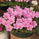 Fresh Oxalis Glabra Winter Dream Flowering Bulbs Pink Winter Spring Blooms