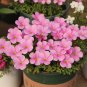 Fresh Oxalis Glabra Winter Dream Flowering Bulbs Pink Winter Spring Blooms