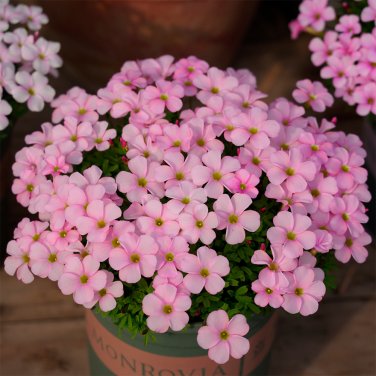 Fresh Oxalis Glabra Feather Cloak Bulbs Easy Care Pink Winter Blooms