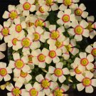 Fresh Oxalis Obtusa Cockatiel Flowering Bulbs – Vibrant Winter Spring Blooms