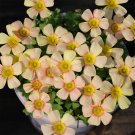 Fresh Oxalis obtusa Flicker Bulbs | Winter Spring Flowering | | Unique Pink Stripes
