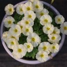 Fresh Oxalis Obtusa Iceberg Bulbs – White Winter/Spring Flowering Easy Care