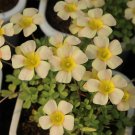 Fresh Oxalis Lemon Green Flowering Bulbs: Ideal for Pots Balconies Easy Care