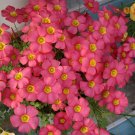 Fresh Oxalis obtusa Rhodo Flowering Bulbs: Fuchsia Pink Winter Spring Bloomers