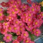 Fresh Oxalis obtusa Rhodo Flowering Bulbs: Fuchsia Pink Winter Spring Bloomers