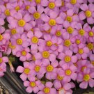 Fresh Deep Lilac Oxalis Bulbs Pink Shamrock Flowers Winter/Spring Flowering