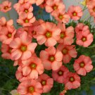 Fresh Oxalis obtusa Sp. Charm Orange Bulbs Pale Orange Red Flowers Ready