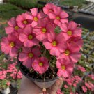 Fresh Wild Pink Oxalis obtusa Bulbs | Winter Blooms Compact Low Maintenance