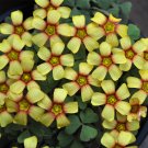 Fresh Oxalis obtusa Fire Bird Flowering Bulbs – Easy Care Stunning Winter Display