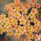 Fresh Oxali obtusa Orange Dream Bulb Pale Orange Flowering Winter BloomersPot