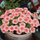 Fresh Oxalis obtusa White Mannikin Flowering Bulbs Pink Winter Blooms