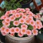 Fresh Oxalis obtusa White Mannikin Flowering Bulbs Pink Winter Blooms