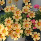 Fresh Oxalis obtusa Sunbird Flowering Bulbs | Winter Spring Flowering SorrelPots
