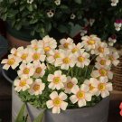 Fresh Oxalis obtusa Vermilion Bulbs – Exquisite Unique Winter Blooms Easy EleganceYour