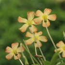 Fresh Striped Back Oxalis Obtusa Bulbs Charming Striped Flower Bulbs Easy Care