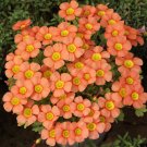 Fresh Oxalis Obtusa Series Bulb Sunglow 2.0 Pack of 10 Bulbs