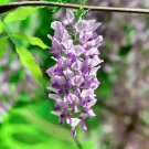 Fresh Chinese Wisteria Seeds Wisteria Sinensis Purple Flowers
