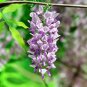 Fresh Chinese Wisteria Seeds Wisteria Sinensis Purple Flowers