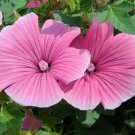 Fresh Flower Mallow Seeds Lavatera Trimestris Pink White Flowers Annual