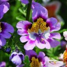 Fresh Schizanthus Pinnatus Seeds Poor Mans Orchid Dwarf Vibrant Orchid Like Blooms