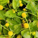 Fresh Toothache Seeds Acmella Oleracea Herbal Pain Relief Medicinal Garden