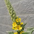 Fresh Mullein Seeds Verbascum thapsus Biennial Medicinal Herb with Yellow Flowers