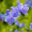 Fresh Viper s Bugloss Seeds Blue Purple Blooming Traditional with High Nectar