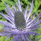 Fresh Alpine Eryngo Seeds Blue Gray Foliage Unique Dome Flowers Ornamental Flowers