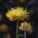 Fresh Yellow Straw flower Seeds Annual Helichrysum Bracteatum Silica Rich Petals