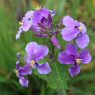 Fresh Chinese Violet Cress Seeds Orychophragmus Violaceus Purple Flowers