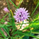 Fresh Chive Seeds (Allium schoenoprasum) Perennial