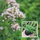 Fresh Sweet Marjoram Seeds Origanum Majorana L. Mediterranean Citrus Pine Aroma