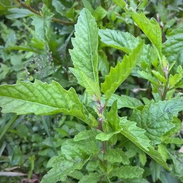 Fresh Chenopodium Ambrosioides Seeds Aromatic Herb Medicinal Ornamental Use