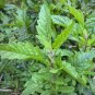 Fresh Chenopodium Ambrosioides Seeds Aromatic Herb Medicinal Ornamental Use
