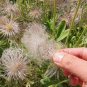 Fresh Pulsatilla chinensis Seeds Blue Purple Blooms Drought Resistant Grow