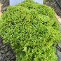 Fresh Xishuai Lollo Bionda Lettuce Seeds Curly Leaf Tender Salad Variety