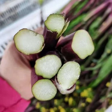 Fresh Purple Stem Mustard Seeds Red Stem Mustard Seeds