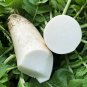 Fresh White Jade Radish Seeds Summer Autumn Variety Early Maturing Crisp Flesh