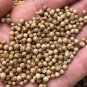 Fresh Cilantro Seeds Fast Growing Bolt Resistant with Rich Aroma Variety
