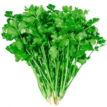 Fresh Farmers Small Leaf Cilantro Seeds Dwarf Deep Green Serrated Leaves