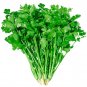Fresh Farmers Small Leaf Cilantro Seeds Dwarf Deep Green Serrated Leaves