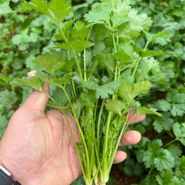 Fresh Evergreen Iron Stem Cilantro Seeds Variety Strong Aroma Widely Adaptable