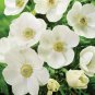 Fresh Anemone The Bride Seeds – Elegant White Blooms for Garden Wedding Use