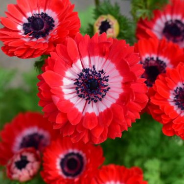 Fresh Govina Red Anemone Seeds &acirc;�� Bold Scarlet Blooms for Gardens Pots Floral Design
