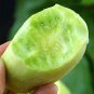 Fresh Yunü Mini Fruit Cucumber Seeds White Mini Cucumber Ultra Small White Fruit